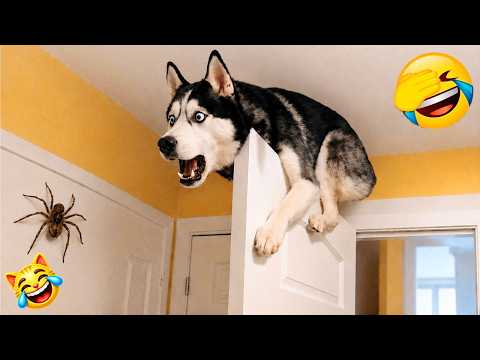 Try Not To Laugh 😂⚽ Best Funny Cats and Dogs Videos 2026 😻🐶 Part 27