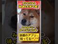 【#PR】AIと楽しくチャットできるアプリ~柴犬編~【#Tipsychat#Android#iOS#楽しい#面白い#かわいい#柴犬#tipsychat#tipsy#chatbot+#トーク#雑談】