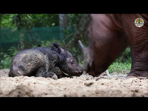 Rare birth of