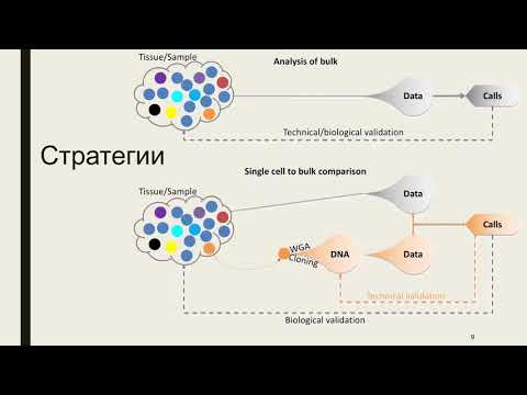 Ранние соматические мутации