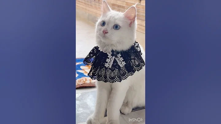 Watch the video about Turkish cat in India 🙀 #cat #shorts #funny #pets #catlover #browncat #funnyanimal #cats #bluecat