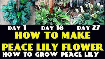 What is the best fertilizer for peace lily?