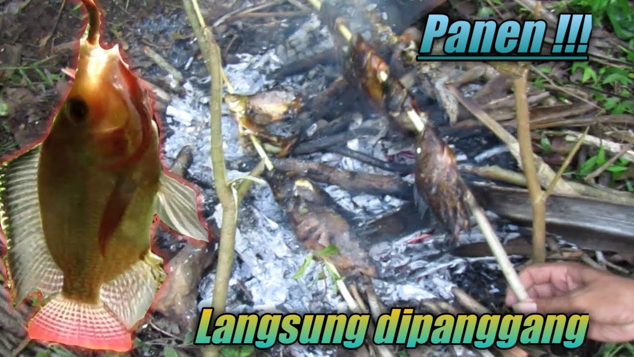 Panen ikan nila babon || langsung panggang di tempat mancing - YouTube