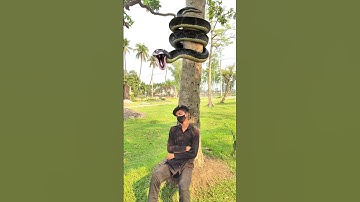 Anaconda snake in real life P140#shorts #short #snake #nagin #python #anaconda #snakes #bigsnake