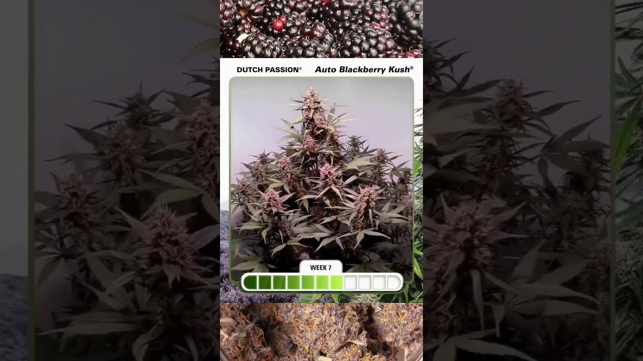 Auto Blackberry Kush จะมีต้นที่ดูแน่นกะทัดรัด