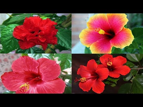 Video: Hibiskus - Opis, Koristi, Uporaba