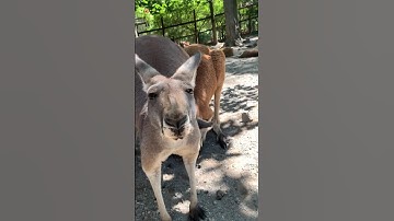 Kangaroo Sounds 🦘