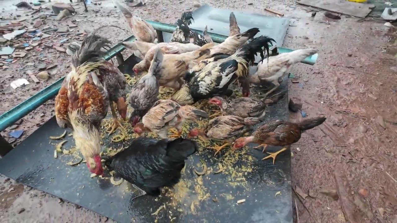 Daily Working in my Farm! Famer Like style!