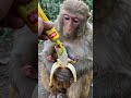 “This Crazy Animal Moment Broke the Internet 😱” #shortvideo #viral