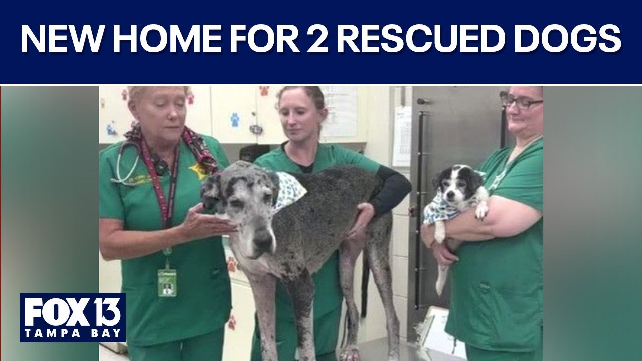 New home for 2 rescued dogs - YouTube