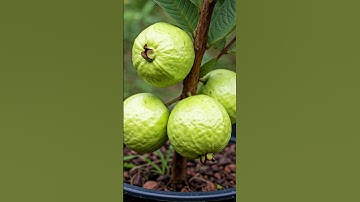 🌿How to Grow Guava Tree Fast Like a Pro! #guava #gardening