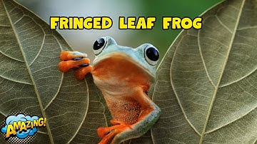 The Frog That Looks Like a Leaf | Animal fact