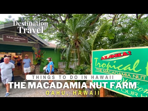 Video: Macadamia Nuts at Hawaii