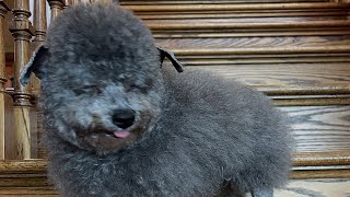 Unusual Dog Looks Like No Other