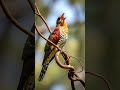 Cuckoo Call | This Calling Bird Sings From A Canopy Knot | 4K Cinematic Short