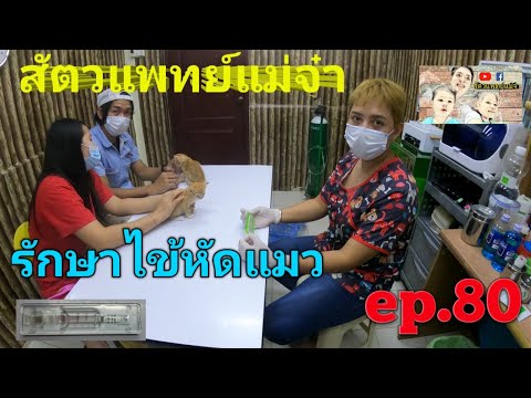 รักษาไข้หัดแมว ep.80