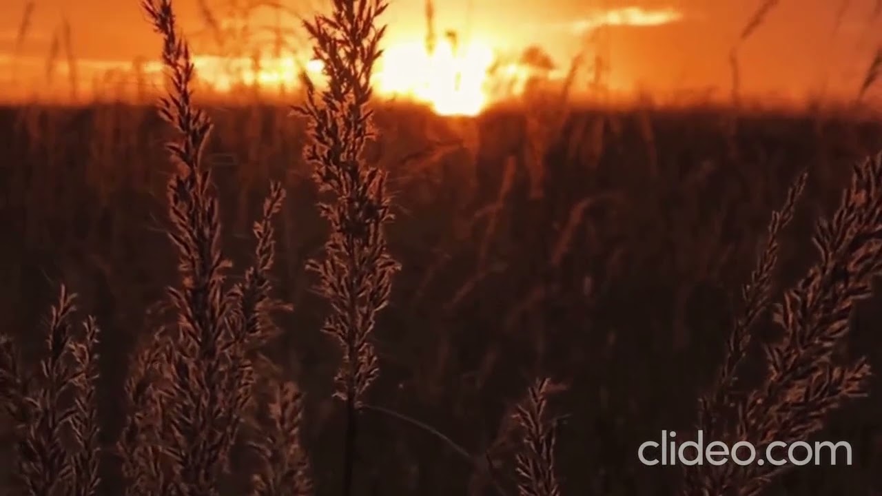 Echoes of the Quiet Savannah