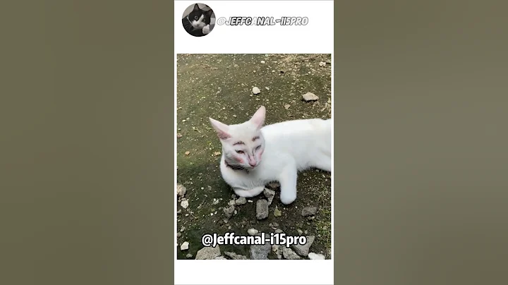 Video 11013581: pets cat funnycats funnycatvideos, pet animal funnycat cats, pet funnycats animals usa, funny cat usa pets