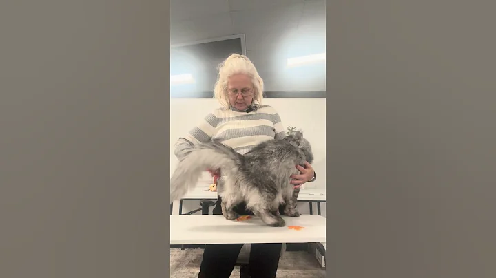 Video 11859231: polydactyl maine coon cat, maine coon cat black