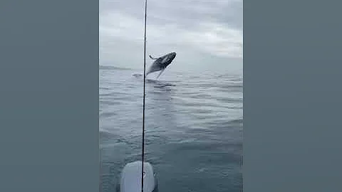 Whale Gets Too Close for Comfort || ViralHog