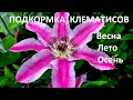 Подкормка клематисов с весны до осени