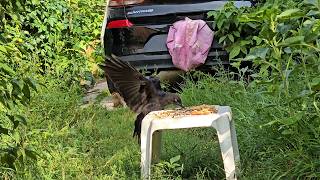 SquirreloVision! Sparrows, surprise bunny, blue jays, sparring red squirrels, bonus crow at the end.