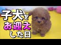 【初対面】極小子犬がやってきた！意識不明を乗り越えて【涙】