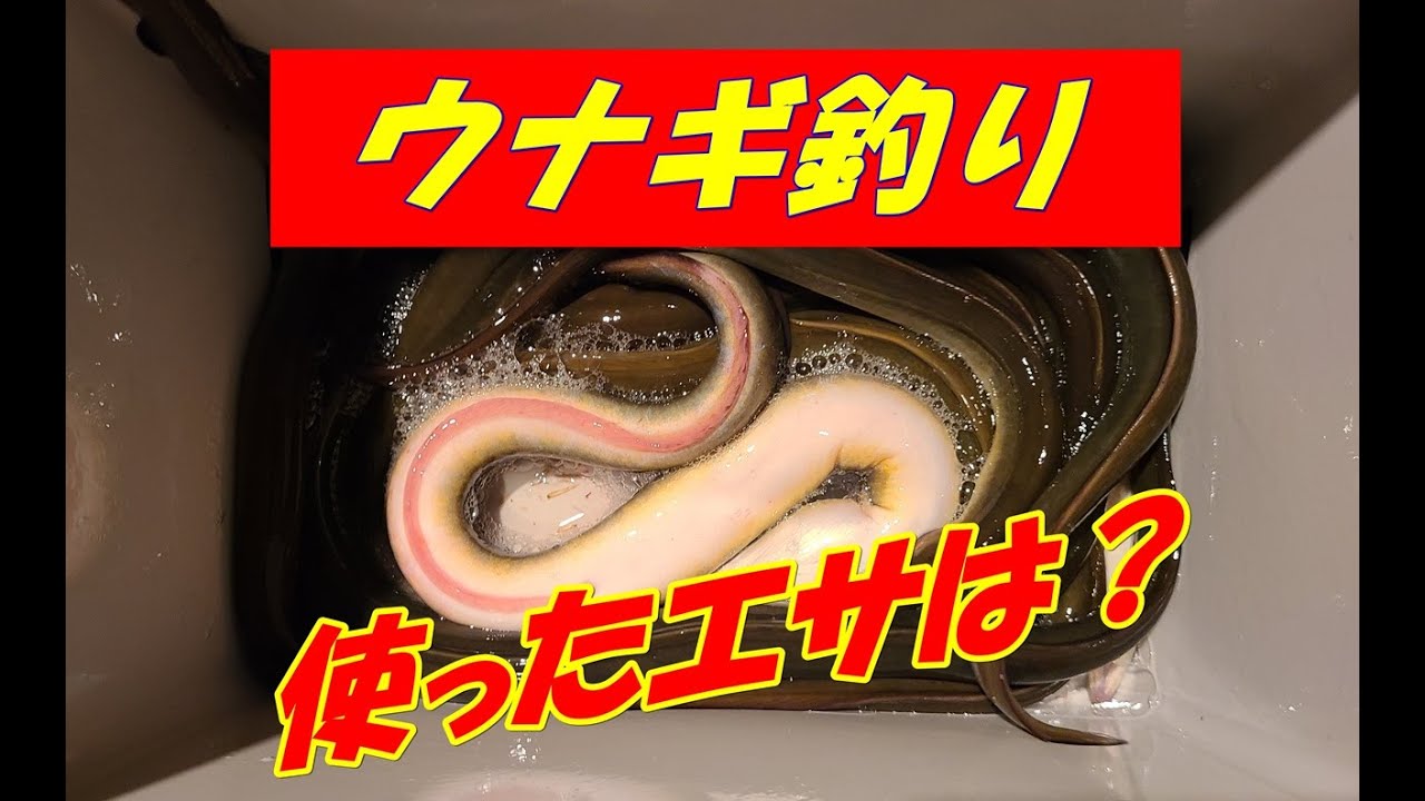 ウナギ釣りマスターへの道！初心者でも簡単に釣れる？釣れるエサは？