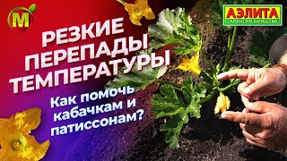 Резкие перепады температуры: как помочь кабачкам и патиссонам?