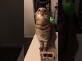 Funny cats with questionable behavior ep4 #cat #funnycats #catvideos