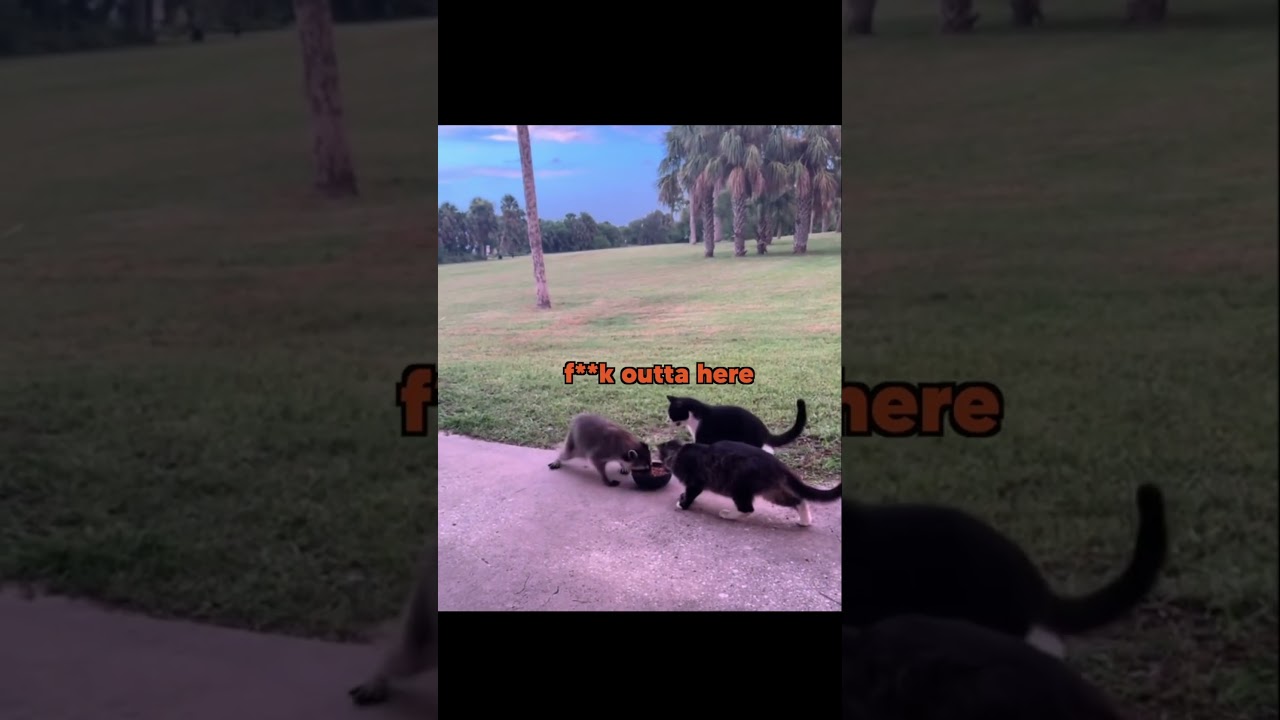 Gary from the Raccoon Federation