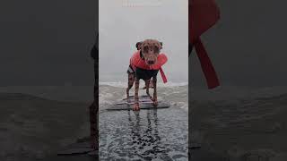 Surfing Dog Doesn't Let Ruff Competition Stop Him