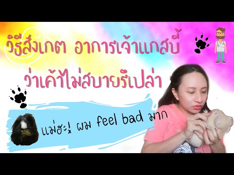 Ep 17 🐹 11 อาการ สัญญาณแกสบี้ป่วย | 11 signs of guinea pig’s illness