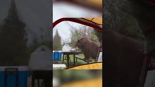 Hilarious Bear Crashes Camp for Breakfast! #Food #Shorts #Bears