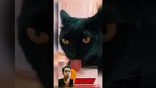 Kucing mbah dukun #shortslucu #lucu #widuwih
