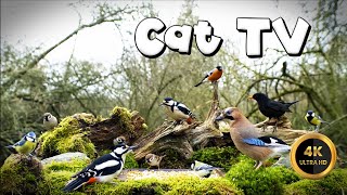 Cat TV for Cats to Watch   BIRDS GATHERING ‍⬛ (4K)