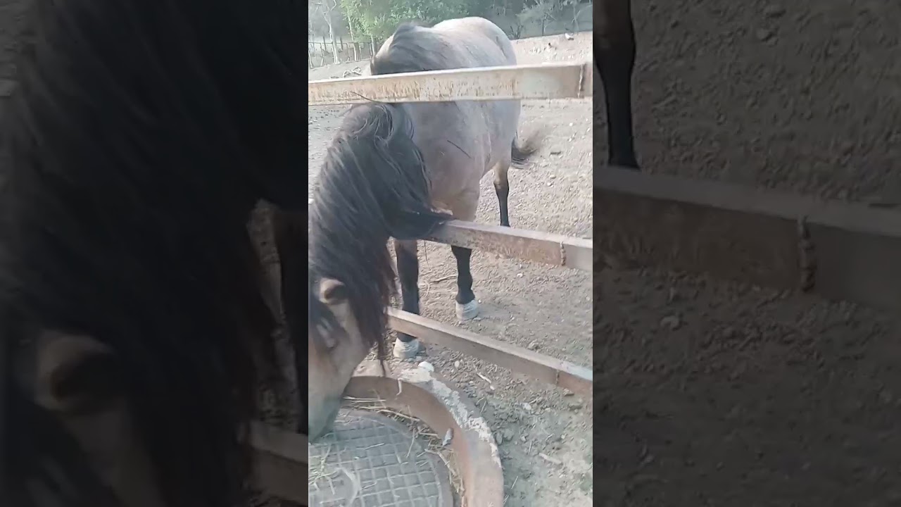 Домашняя лошадь (Equus caballus/ferus caballus) и голубой гну (Connochaetes taurinus) | Тбилиси