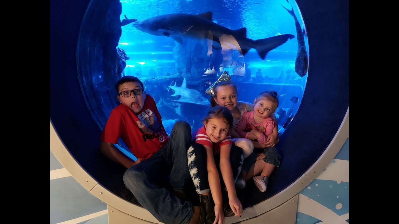 Newport Aquarium Birthday trip YouTube