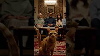 Why does your cat stare at nothing? 6 strange signs, Purasrar Dunya