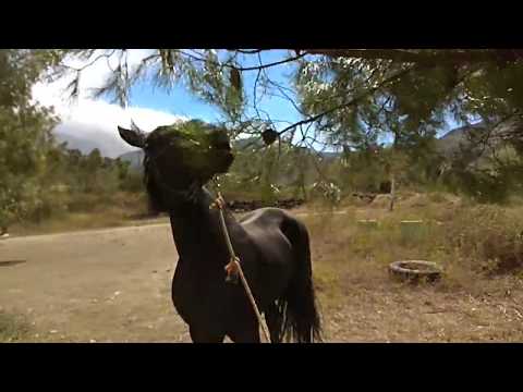 Horse eat pine