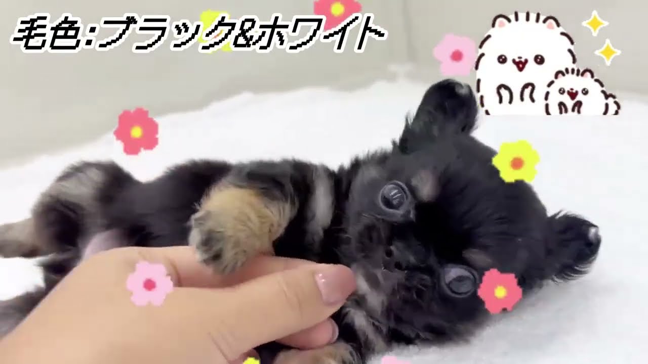 極上鼻ぺちゃチワペキくん♪ - YouTube