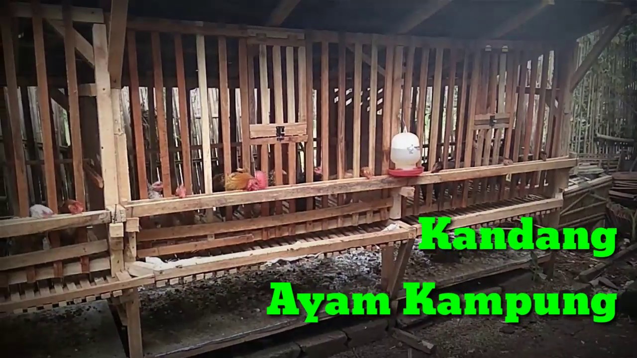 kandang ayam kampunģ dilahan sempit 