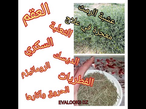 عشبة الرمث معجزة الهية في علاج اصعب المشاكل الصحية كالعقم والثعلبة والام اسفل الظهر السكري والحروق