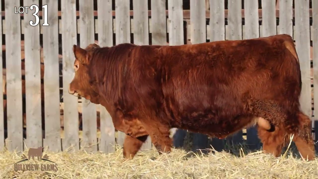 Hillview Farms Bull & Female Sale 2025 Lot 31 Hillview Muscle Man RGK 671M