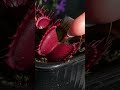USA 🇺🇸 5 BIG CARNIVOROUS PLANTS EATING insects and my finger