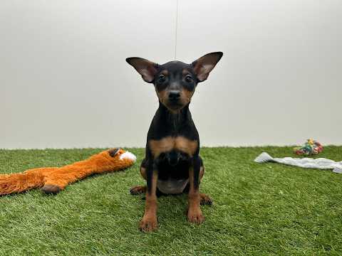 Video Pinscher