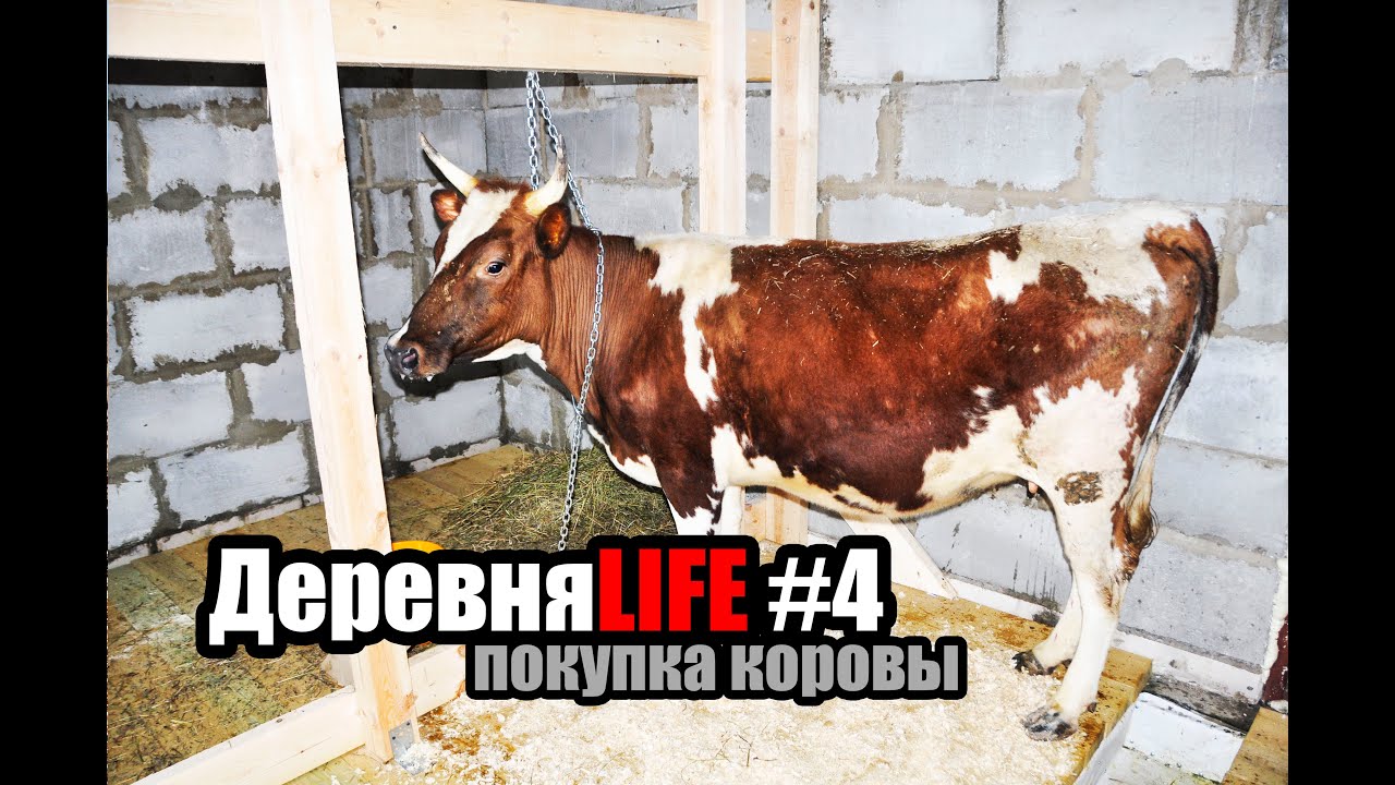 айрширская корова фото онлайн