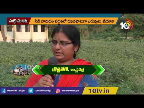 బెండ‌సాగులో మేలైన యాజ‌మాన్యం | Farming Techniques Of Okra Crop | Matti Manishi | 10TV Agri