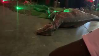 Jurassic Quest 🦖 || Hugo the Dinosaur Trips and Falls