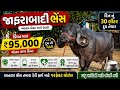 આવી જાફરાબાદી ભેંસ ભાગ્યે જ જોવા મળે 😍 | 30 લીટર દૂધ ગેરંટી